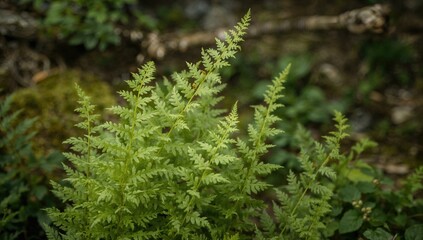 Close-up photograph of a cotton candy colored fern plant