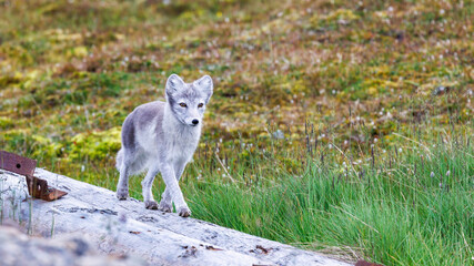 Cute arctic fox, Vulpes Lagopus, walking along a log in Longyearbyen, Svalbard, a Norwegian...