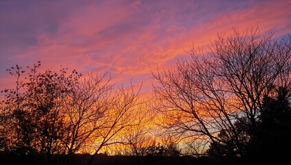 Vibrant sunset hues with tree outlines against the sky