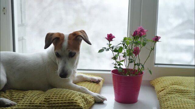A Jack Russell Terrier dog is sitting on a windowsill next to a pot of pink roses, looking out the window. Slow motion video