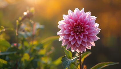 Beautiful autumn blossom of Dahlia in the wild
