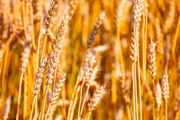 golden wheat field