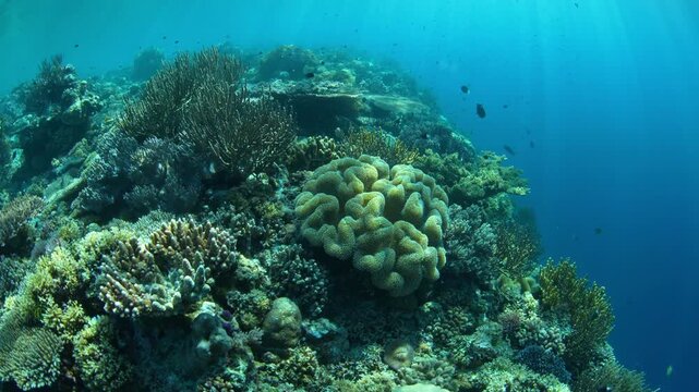 Planktivorous fish swim along a shallow coral reef drop-off near Alor, Indonesia. This part of the Lesser Sunda Islands supports very high marine biodiversity and is a popular diving area.