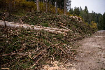 Deforestation and logging debris with fallen trees and branches in mountain forest area