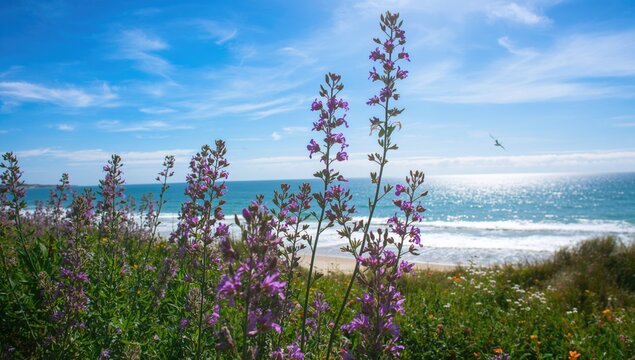 Vibrant violet blossoms under bright summer sunlight with ocean and sky backdrop