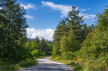 Fototapeta premium Path Through the Pine Woods