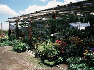 Various ornamental plants displayed on a stall in Pasar Kopeng market in Magelang, Indonesia.
