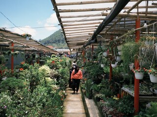 Tourists walking among ornamental plant stalls at Kopeng Market, Magelang, Indonesia