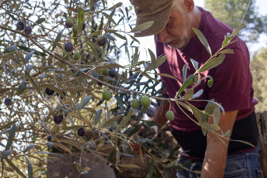 Man picking ripe black olives from olive tree branch during harvest season in Catalonia, Spain. - Powered by Adobe