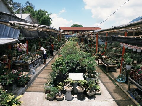 Tourists walking among ornamental plant stalls at Kopeng Market, Magelang, Indonesia - October 18, 2025.