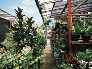 Various ornamental plants displayed on a stall in Pasar Kopeng market in Magelang, Indonesia.