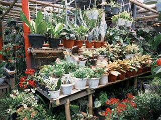 Various ornamental plants displayed on a stall in Pasar Kopeng market in Magelang, Indonesia.