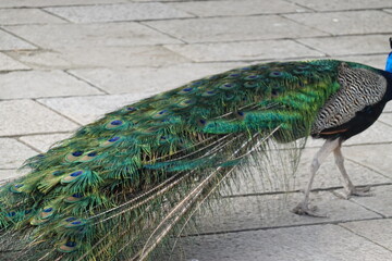 Fototapeta premium Peacock – Vibrant Feathers and Majestic Beauty in Nature