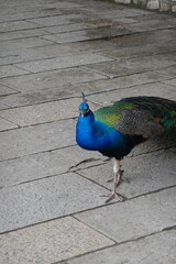 Peacock &ndash; Vibrant Feathers and Majestic Beauty in Nature