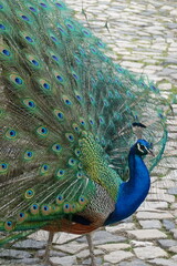 Obraz premium Peacock – Vibrant Feathers and Majestic Beauty in Nature