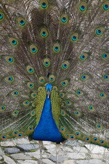 Obraz premium Peacock – Vibrant Feathers and Majestic Beauty in Nature
