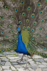 Obraz premium Peacock – Vibrant Feathers and Majestic Beauty in Nature