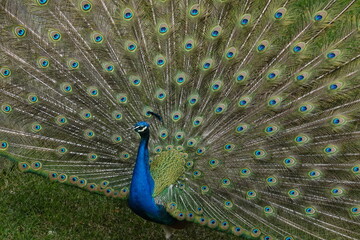 Obraz premium Peacock – Vibrant Feathers and Majestic Beauty in Nature