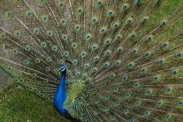 Obraz premium Peacock – Vibrant Feathers and Majestic Beauty in Nature