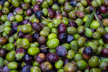Top view of background with fresh green and black olives