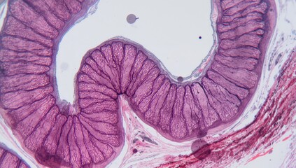 Microscopic view of a small intestine slice at 200x magnification - medical and biological context