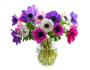 Colorful Anemone Flower Arrangement by the Window, Soft Natural Light, Isolated Scene