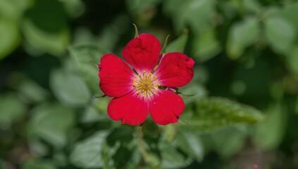 Old red damask gallica shrub blooming in spring and summer with vibrant red flowers