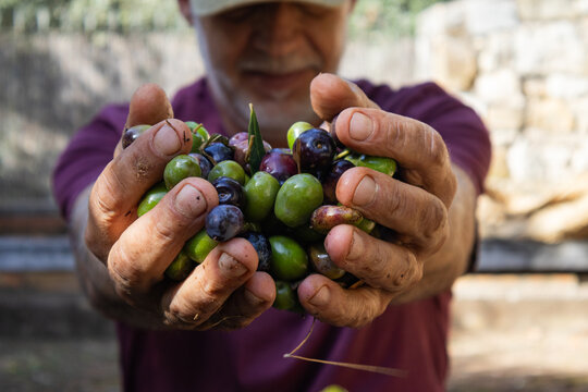 Close up of olives in hands representing cardiovascular wellness and nutrition. Catalonia, Spain