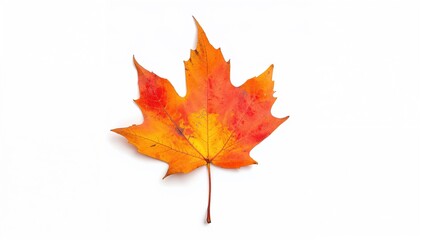 Fototapeta premium Autumn maple leaf set against a plain white backdrop