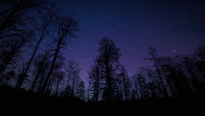 Fototapeta premium Stunning silhouette of trees under a sky full of stars