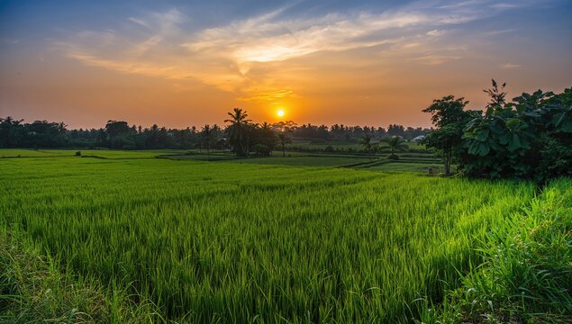 Morning sunrise over a vast paddy rice field with sugar palm trees in a rural setting