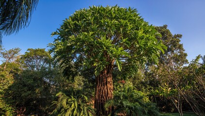 A tall papaya plant basking in the afternoon sun