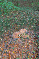A close-up, high-angle view of a dense, sprawling cluster of wild, light brown-capped mushrooms covering a mossy surface.