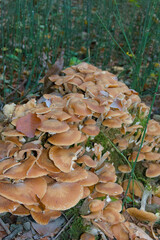 A close-up, high-angle view of a dense, sprawling cluster of wild, light brown-capped mushrooms covering a mossy surface.