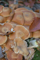 A close-up, high-angle view of a dense, sprawling cluster of wild, light brown-capped mushrooms covering a mossy surface.