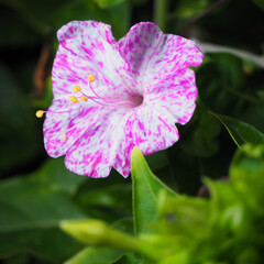 Fiore della bella di notte