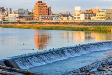 晩秋の広瀬川と白鳥
