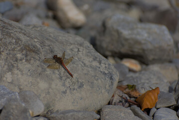 A striking red and brown dragonfly with translucent wings rests on a large, smooth, sunlit grey river stone.