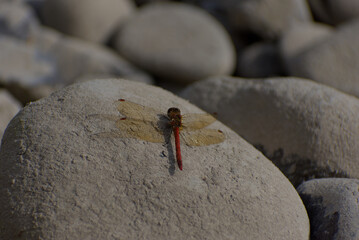 A striking red and brown dragonfly with translucent wings rests on a large, smooth, sunlit grey river stone.