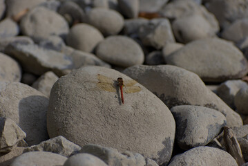 A striking red and brown dragonfly with translucent wings rests on a large, smooth, sunlit grey river stone.
