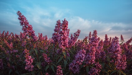 Vibrant violet lilac blossoms flourishing under a clear summer evening sky