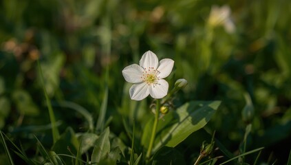 Fototapeta premium Enhance your garden's charm with this fresh white flower plant
