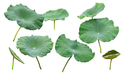 Collection of green lotus leaves or Set fresh of green lotus leaf isolated. Waterlily or lotus...