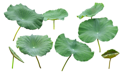 Collection of green lotus leaves or Set fresh of green lotus leaf isolated. Waterlily or lotus plants, bush. Png transparency