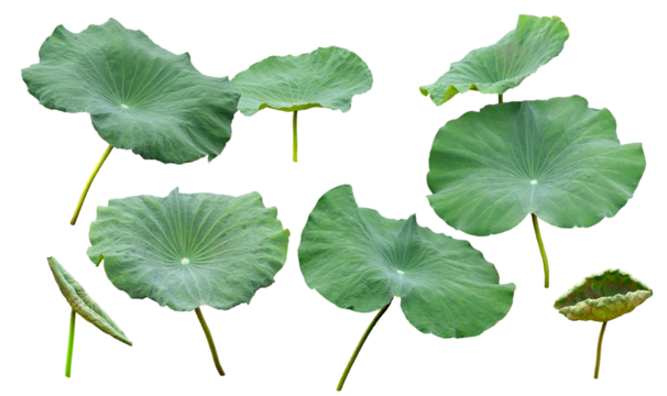 Collection of green lotus leaves or Set fresh of green lotus leaf isolated. Waterlily or lotus plants, bush. Png transparency