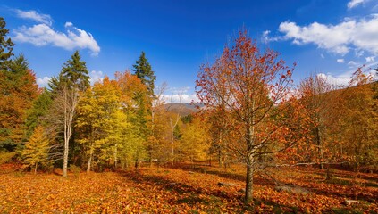 Naklejka premium Planting young broadleaf trees in a diverse fall woodland environment