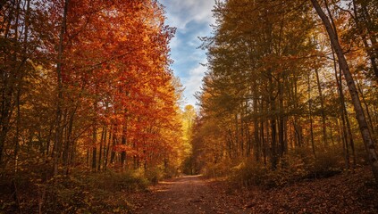 Obraz premium Colorful Fall Woodland Landscape