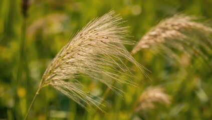 Close-up view of stunning wild grass beauty