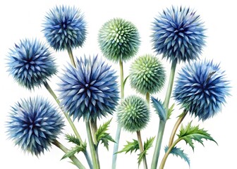 Obraz premium Close up of vibrant blue and green globe thistle flowers with spiky petals against a white background