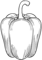 hand drawn illustration of apple